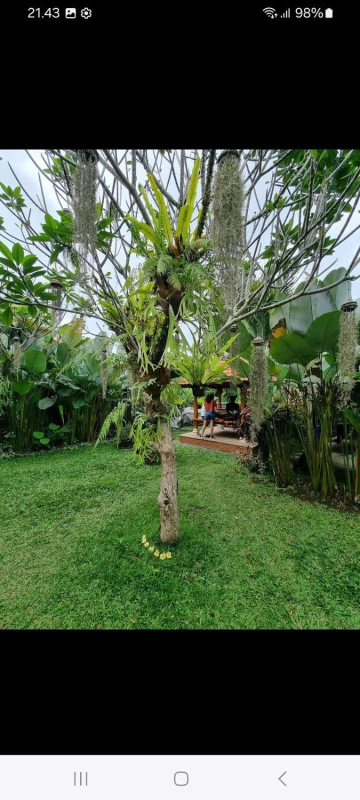 D'Sari Undisan Houses Bangli Exterior foto